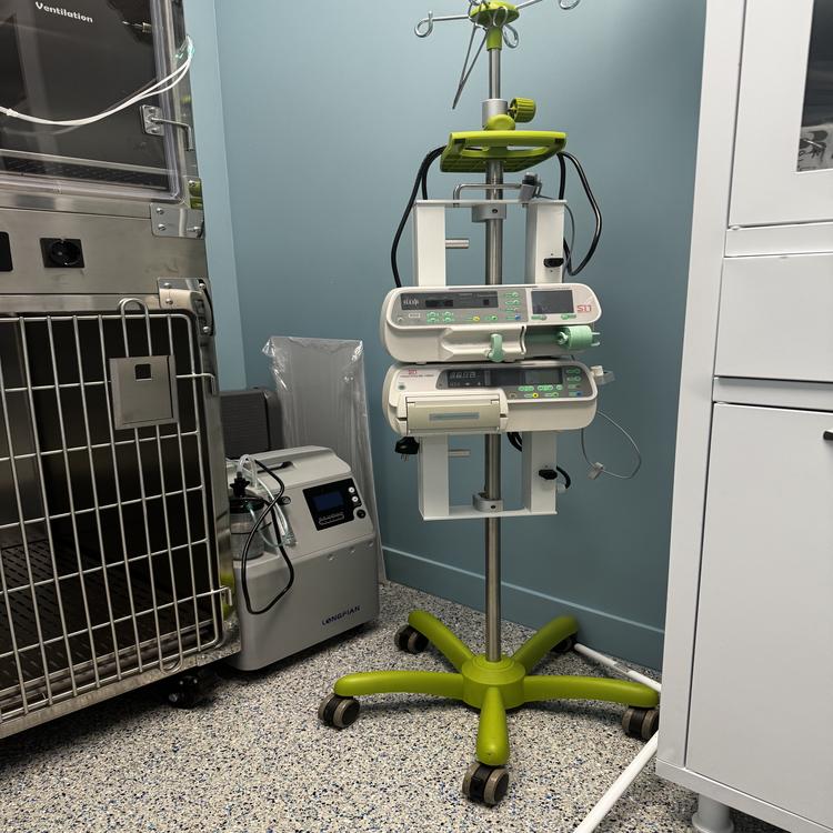 Ветеринарная помощь питомцам