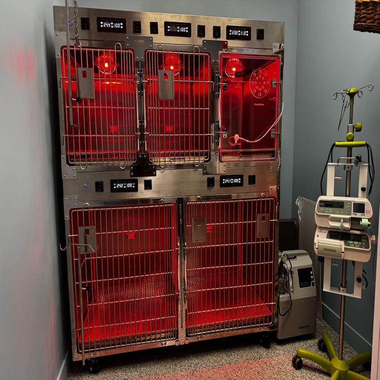 Ветеринарная помощь питомцам