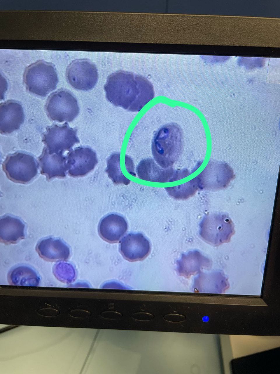 Диагностика в ветклинике