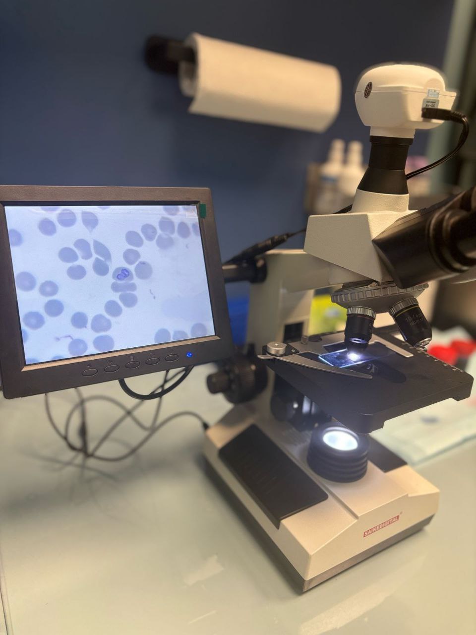 Чипирование животных