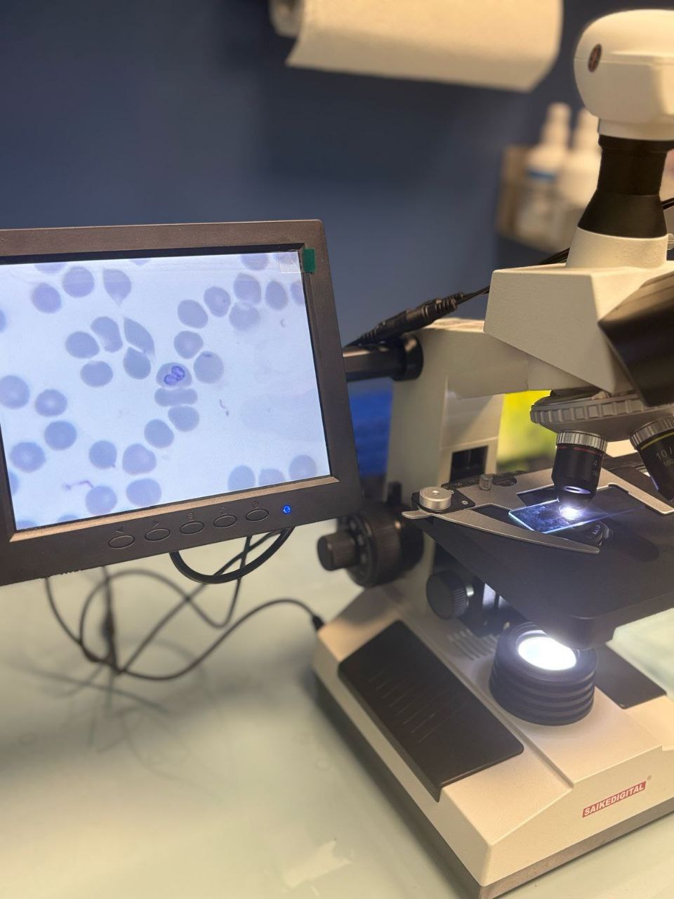 Чипирование кошки