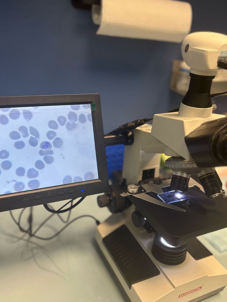 Чипирование собаки