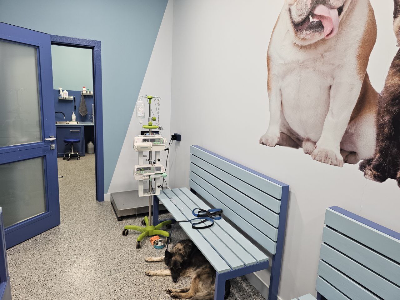 Осмотр животного ветеринаром