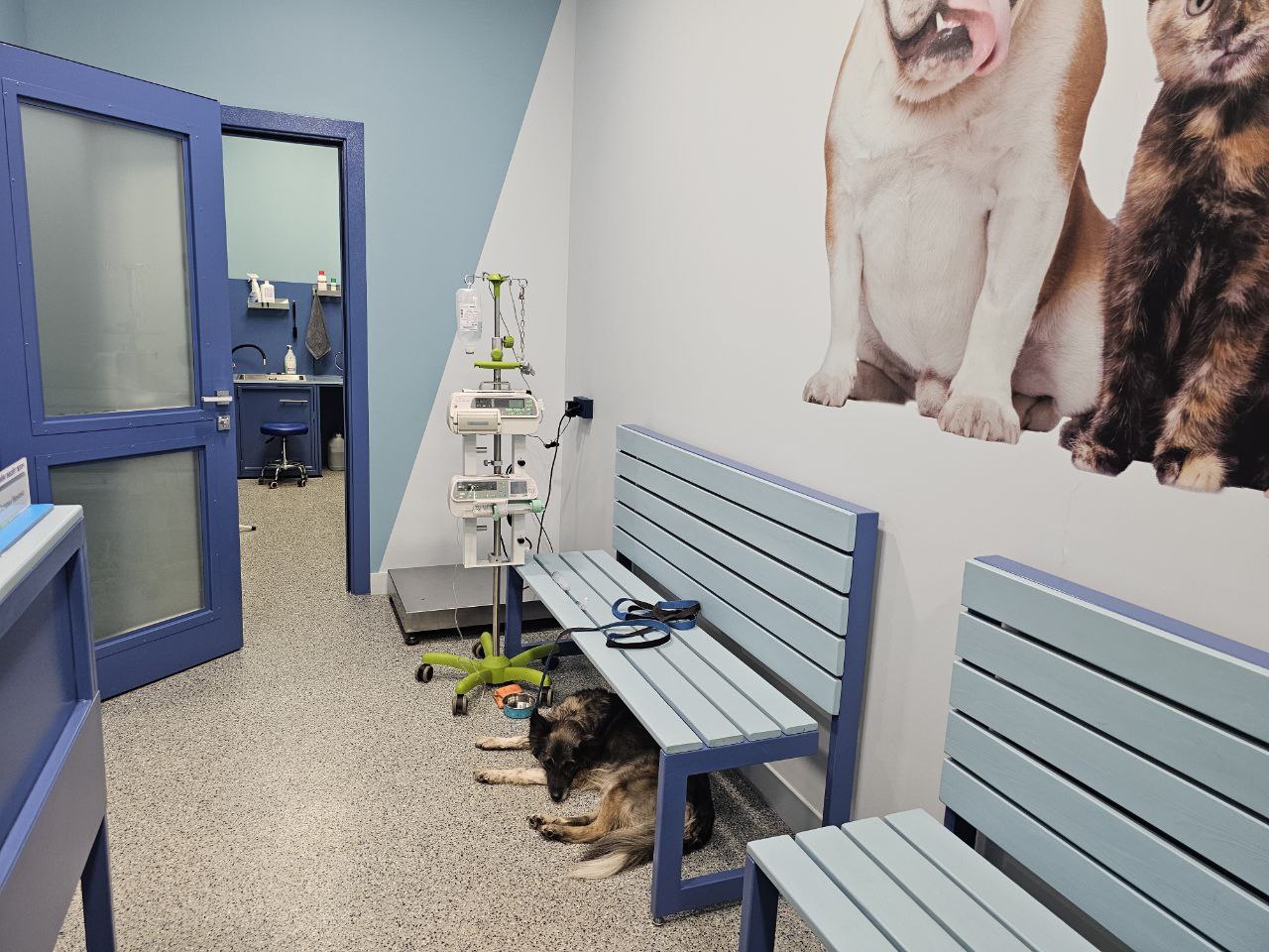 Диагностика в ветклинике