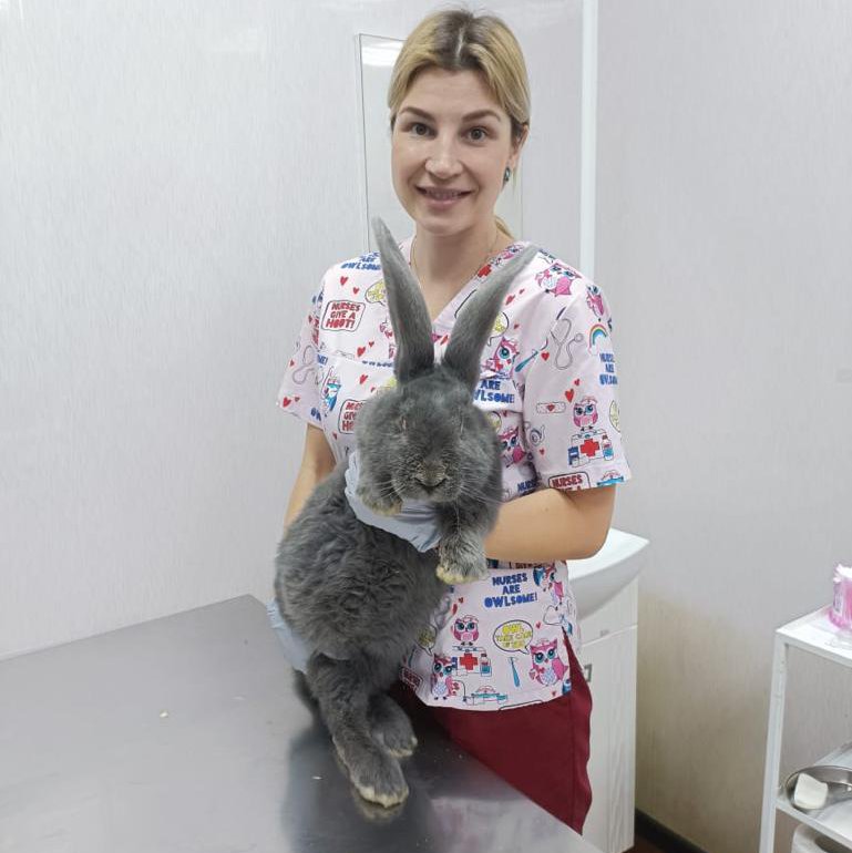 Осмотр животного ветеринаром